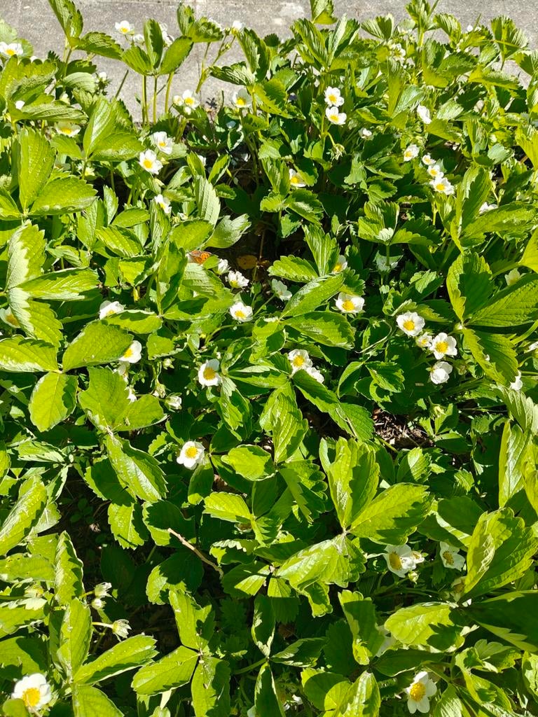 Fraisiers à échanger, Enlèvement