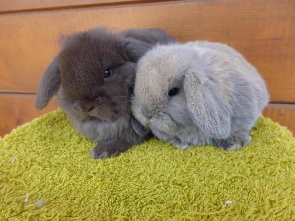 nhd, koppeltje., Plusieurs animaux, Nain, Oreilles tombantes, 0 à 2 ans