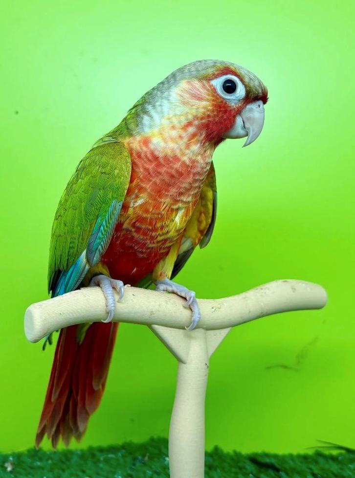 Femelle conure de molinae EAM/apprivoisée, Animaux & Accessoires, Oiseaux | Perruches & Perroquets, Perroquet, Femelle, Domestique