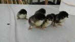 kuikentjes van marans zwart/kopernek, Dieren en Toebehoren, Geslacht onbekend, Kip