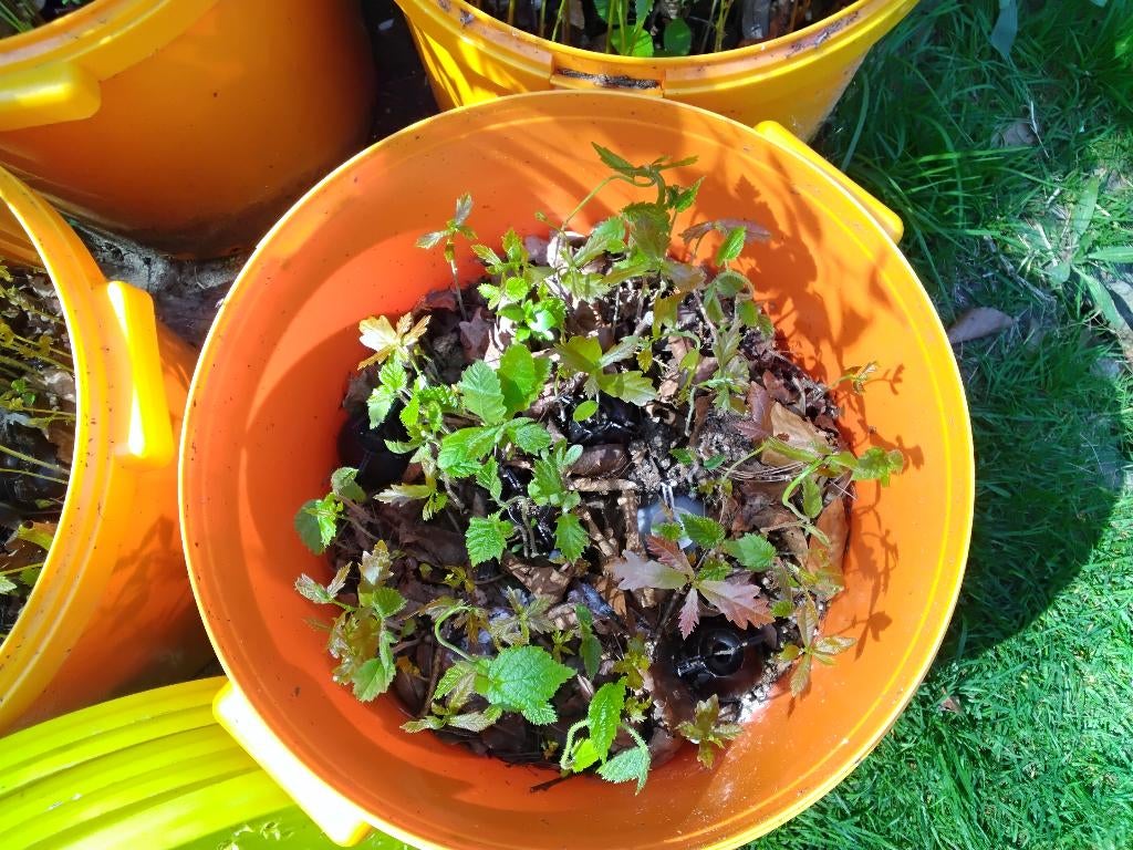 Zwarte truffelbomen, Herfst, Halfschaduw, Overige soorten, Minder dan 100 cm