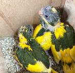 Jonge bonte kakariki, Animaux & Accessoires, Plusieurs animaux, Perruche, Bagué