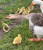 Broedeieren gans, Animaux & Accessoires, Volatiles, Sexe inconnu, Oie ou Cygne