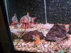 Vis Clownbotia 15cm en 7 cm lang, Dieren en Toebehoren, Vissen | Aquariumvissen, Vis, Zoetwatervis