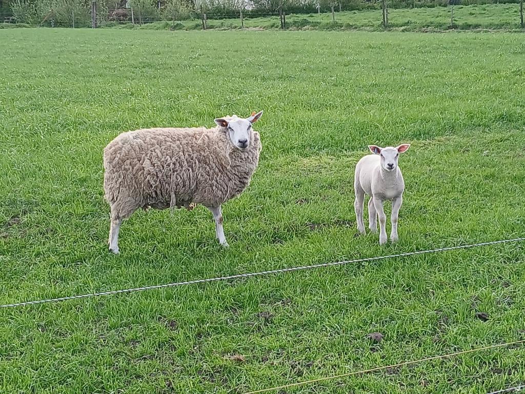 Jonge ooi met bok lam, Dieren en Toebehoren