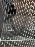 Putter man Wil zingen.