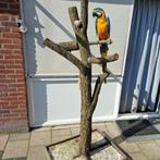 Mooie Tamme BLG Ara pop 4 jaar gesekst en getest, Dieren en Toebehoren, Vogels | Parkieten en Papegaaien, Vrouwelijk, Papegaai