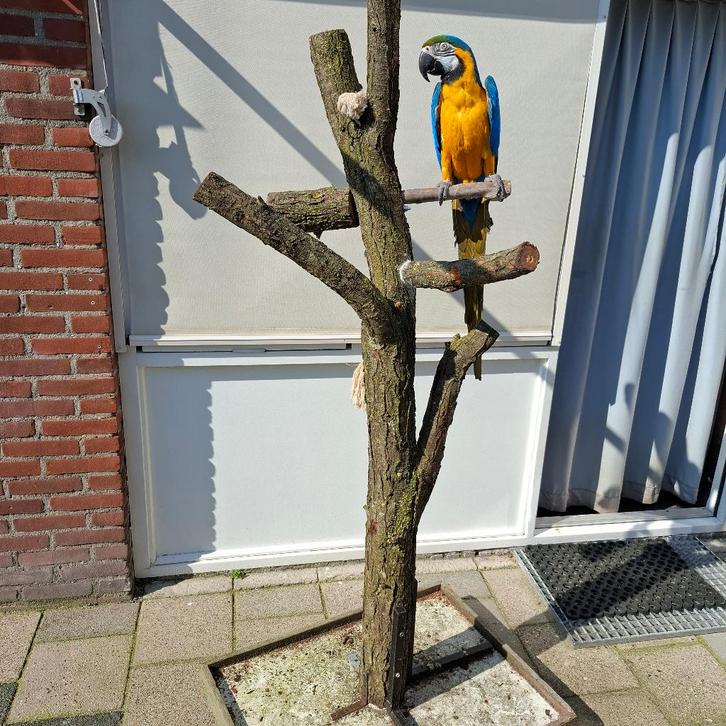 Mooie Tamme BLG Ara pop 4 jaar gesekst en getest, Dieren en Toebehoren, Vogels | Parkieten en Papegaaien, Papegaai, Vrouwelijk