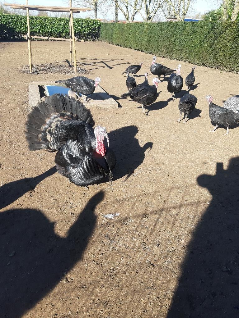 zwarte sierkalkoenen, Meerdere dieren, Kalkoen