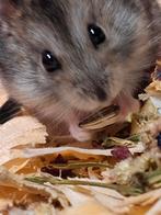 Dwerghamsters uit asiel, Dieren en Toebehoren, Klein