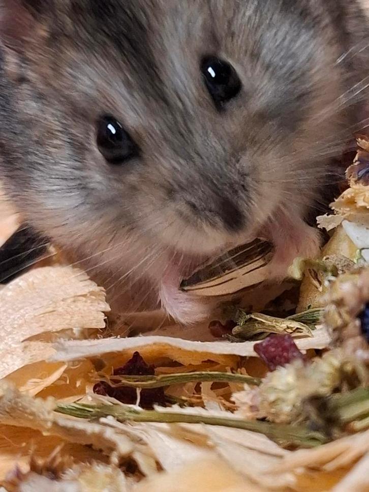 Dwerghamsters uit asiel, Animaux & Accessoires, Lapins, Petit