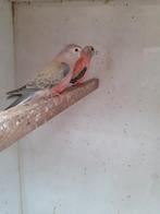 bourks parkietjes, Dieren en Toebehoren, Ophalen