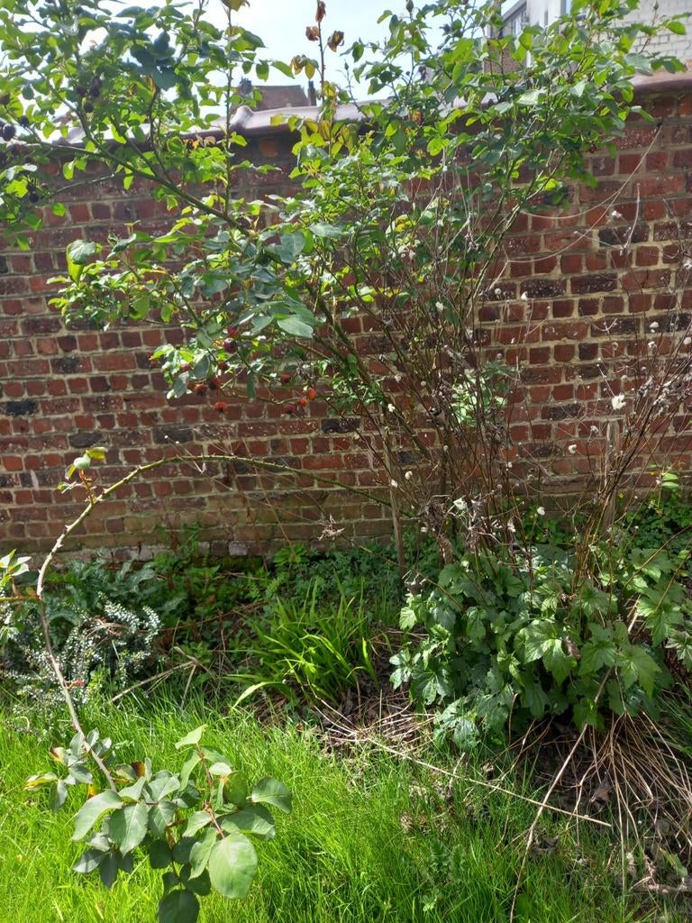 2 plante exterieur rosier a deterrer, Enlèvement