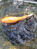 koi, Tuin en Terras, Ophalen, Gebruikt