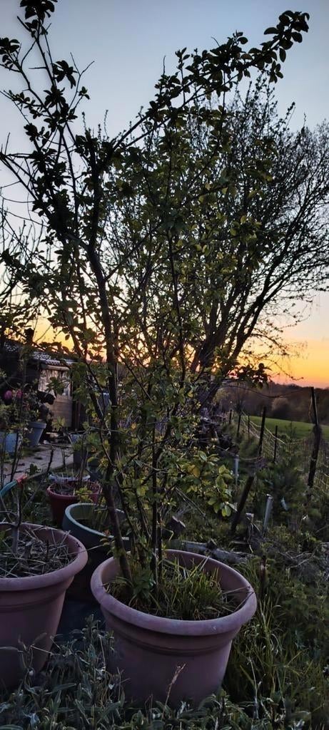 Arbre Reine-Claude ( prunier), Enlèvement