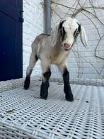 11 Chevreaux mâles de février - mars 2026, Animaux & Accessoires, Mâle, Chèvre, 0 à 2 ans