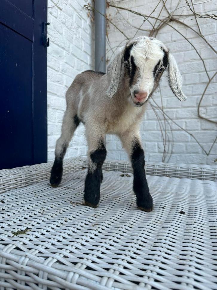 Mannelijk geit van februari tot maart 2026, Dieren en Toebehoren, Schapen, Geiten en Varkens, Geit, Mannelijk, 0 tot 2 jaar