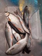 Vents argentés 10/15 cm et 15/20 cm