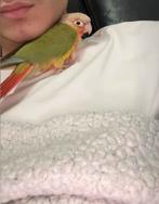 Conure 150 avc la cage, Animaux & Accessoires, Sexe inconnu, Perroquet, Domestique