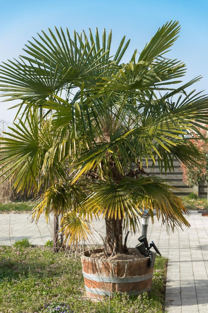 Trachycarpus fortunei Chinese windmolenpalm Chusapalm, Tuin en Terras, Planten | Bomen, Ophalen, Palmboom, 100 tot 250 cm