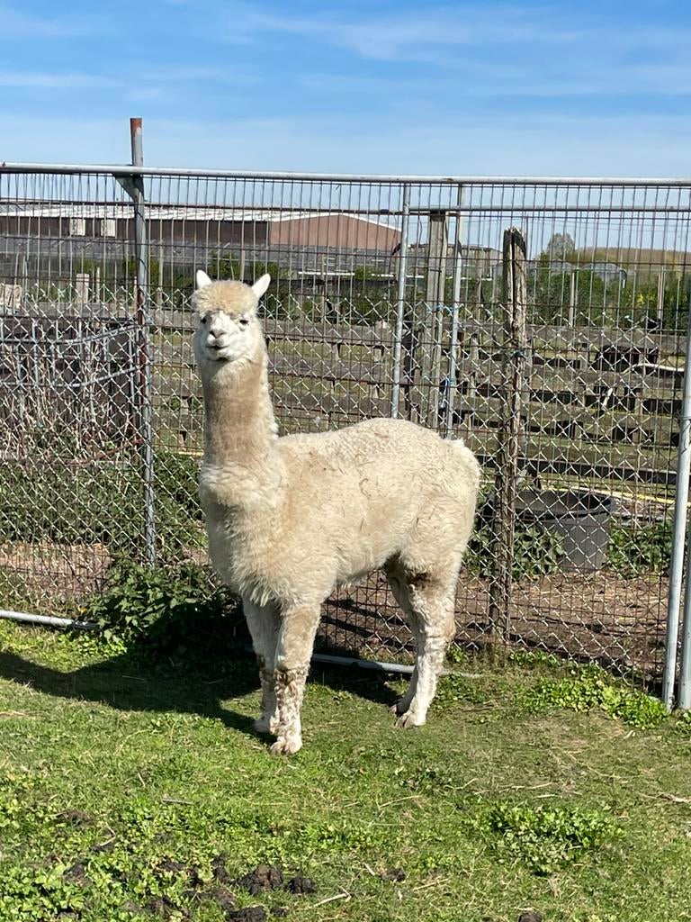 2 alpaca’s hengsten, Dieren en Toebehoren, Januari, Mannelijk