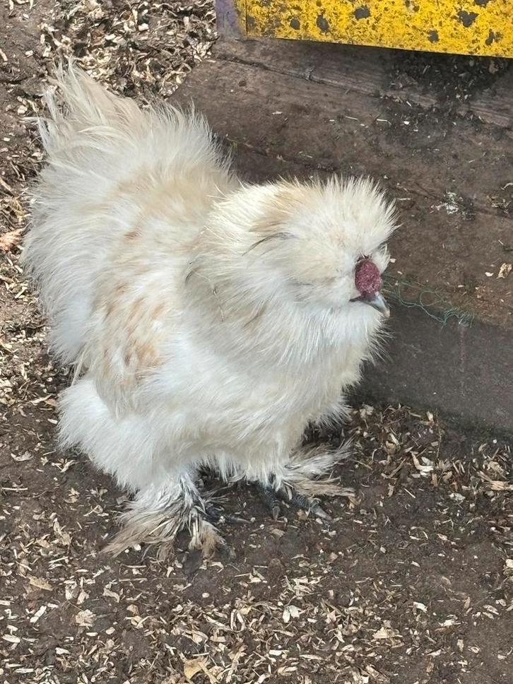 Zijdehoen haantje, Dieren en Toebehoren, Pluimvee, Kip, Mannelijk