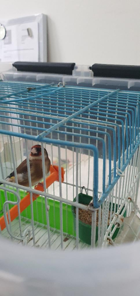 Parva vrouwelijke roze snavel, Vrouwelijk