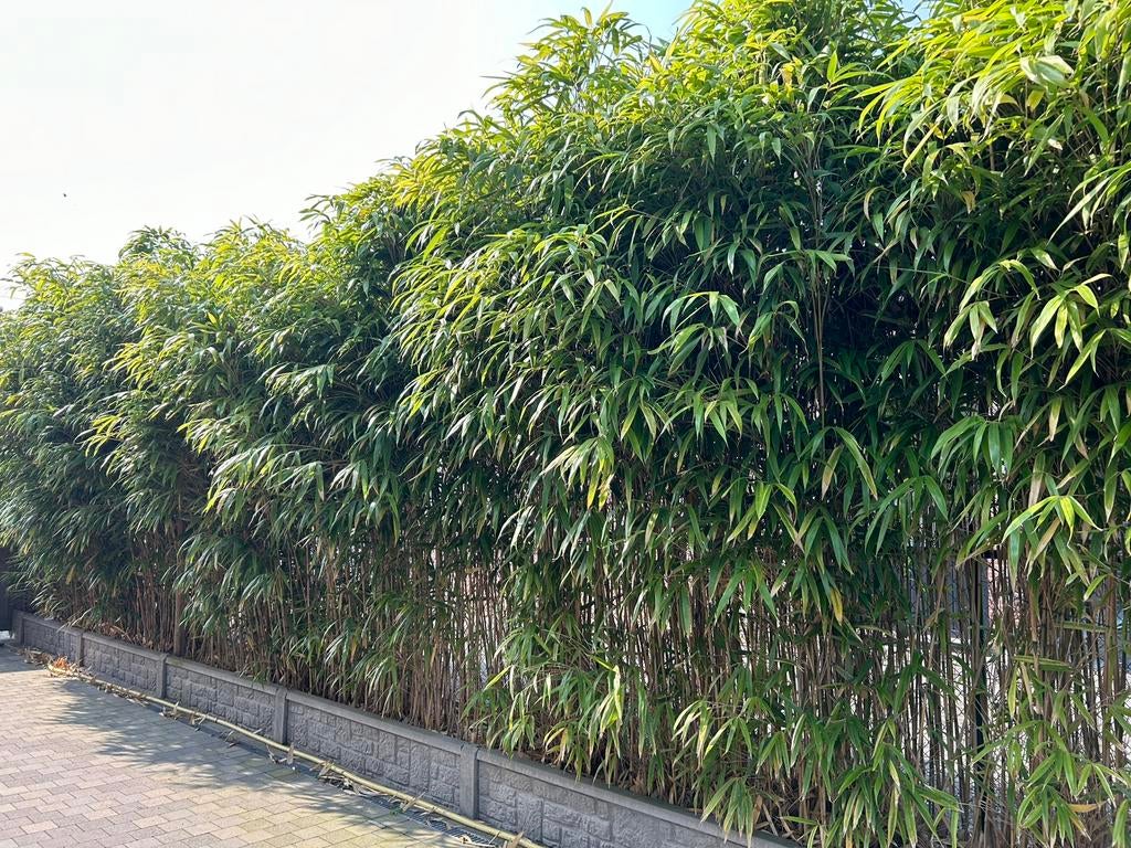 Bamboe, Tuin en Terras, Ophalen, Bamboe