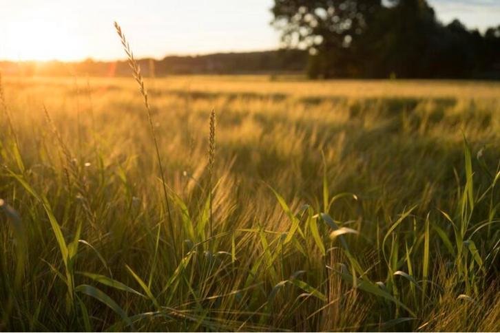 Recherche Prairie à louer du côté de Liege, Animaux & Accessoires, Nourriture pour Animaux, Enlèvement ou Envoi