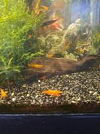 Neocaridina orange - crevettes aquarium, Animaux & Accessoires
