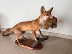 Taxidermy vos met konijntje, Verzamelen, Dierenverzamelingen, Ophalen, Zo goed als nieuw
