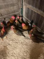 Broedeieren leghorn goudpatrijs