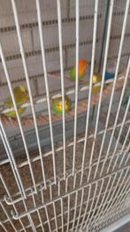 9grasparkieten te koop koppel