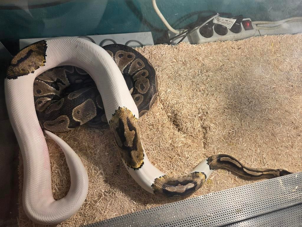 Python regius, Enlèvement