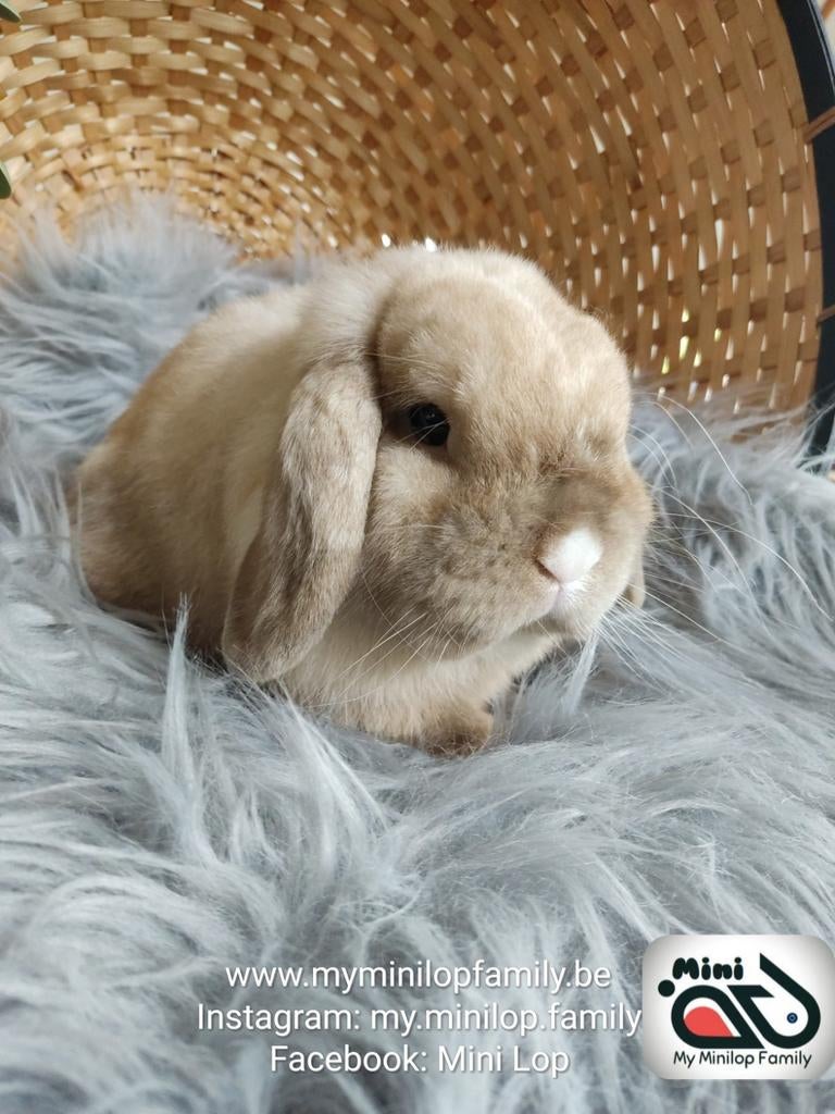 Bélier à lapin Minilop de race pure (transport possible), Animaux & Accessoires, Lapins, Nain, Mâle, 0 à 2 ans, Oreilles tombantes