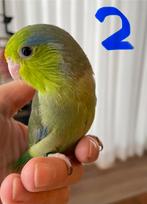 Baby forpus | Forpus kuikens. Zijn gewend aan de hand, Dieren en Toebehoren, Geringd