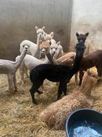 Alpaca s gevraagd van 2025, Dieren en Toebehoren, Meerdere dieren, 0 tot 2 jaar