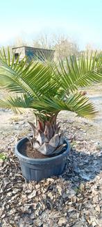 Jubaea Chilensis alias Chileense wijnpalm palmboom, Tuin en Terras, Ophalen of Verzenden, In pot, Palmboom