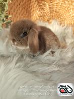 Raszuiver baby minilop konijn voedster (transport mogelijk), Dieren en Toebehoren, Vrouwelijk, Dwerg, Hangoor, 0 tot 2 jaar