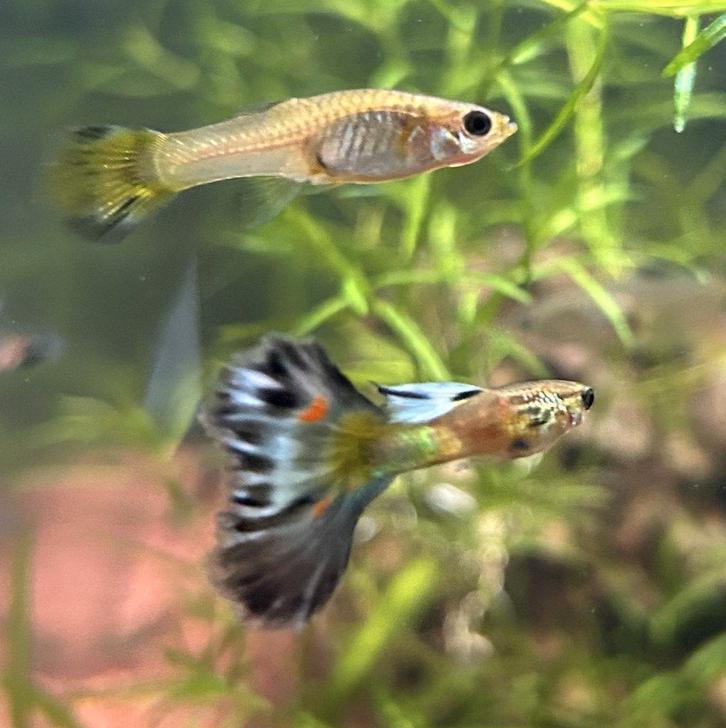 Raszuivere guppy's, Dieren en Toebehoren, Vissen | Aquariumvissen, Zoetwatervis, Vis, Schoolvis