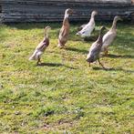 Broedeieren loopeend, Dieren en Toebehoren, Pluimvee