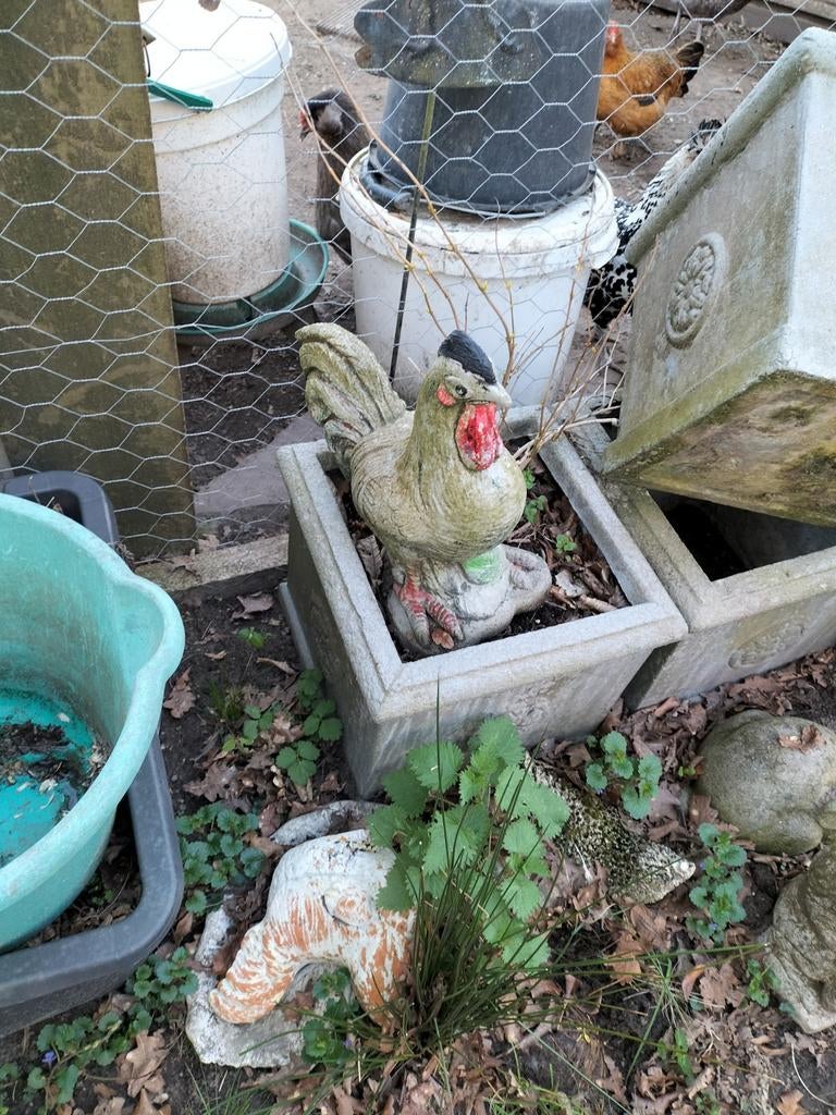 Haan en gratis 2 kippekes, Tuin en Terras, Ophalen, Kunststof