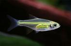 Hobbyaquarium Microdevario kubotai / Groene Rasbora, Vis, Zoetwatervis, Schoolvis