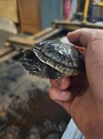 muskus schildpadden, Dieren en Toebehoren, Schildpad