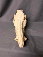 Schedel everzwijn met misvorming, Ophalen of Verzenden, Zo goed als nieuw, Schedel