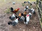 Goudbrakels, Dieren en Toebehoren, Pluimvee, Meerdere dieren, Kip