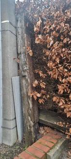 Treinbilzen gratis, Ophalen