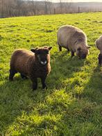 Ryeland schaap Ooilam 8maand, Schaap