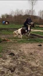 Verzorgpaard gezocht (Kappele-op-den-bos/Vilvoorde), Enlèvement ou Envoi