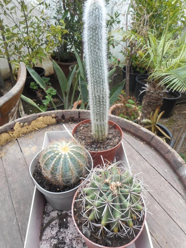 plantes, Jardin & Terrasse, Plein soleil, Été, Plante fixe, Enlèvement ou Envoi